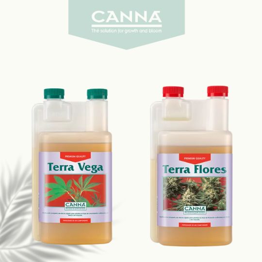 canna terra